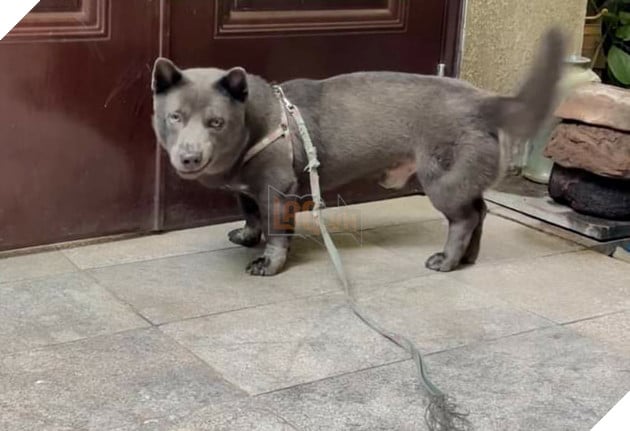 Idol Nguyễn Văn Dúi - Ngày nào còn thơ với khuôn mặt gợi đòn nay đã là bố của tụi nhỏ 12