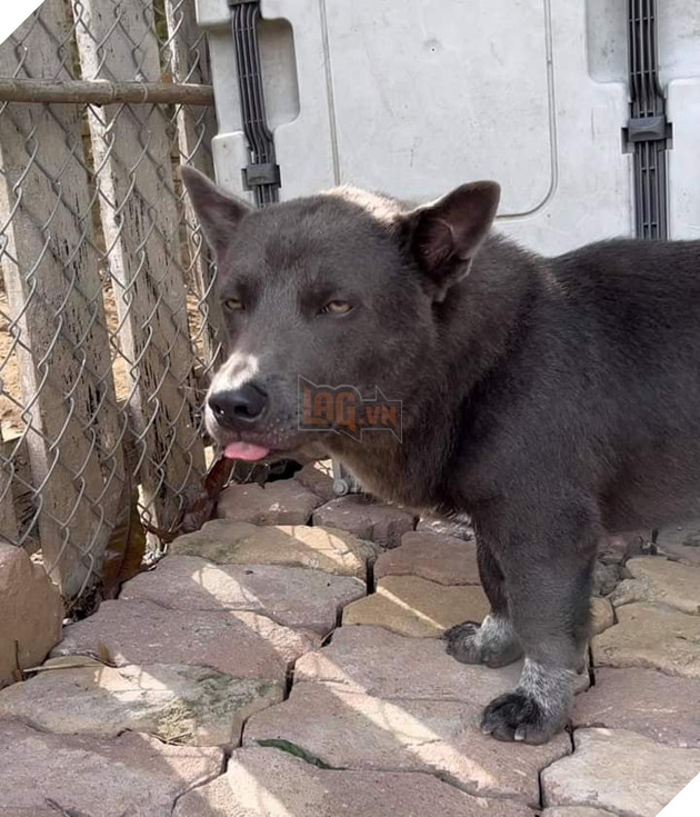 Idol Nguyễn Văn Dúi - Ngày nào còn thơ với khuôn mặt gợi đòn nay đã là bố của tụi nhỏ 11