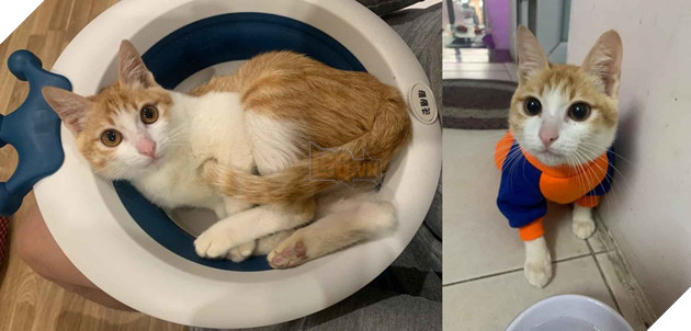  
Chú mèo giờ đã trưởng thành, lớn hơn rất nhiều so với thời điểm quay clip. (Ảnh: Fanpage Lạc Lạc)