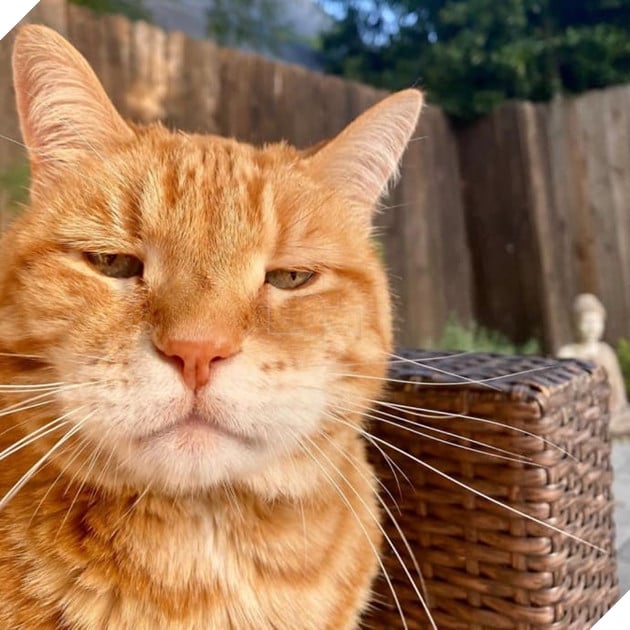 Gặp Marley - Chú mèo có bộ mặt luôn thất vọng và phán xét nhất quả đất 14