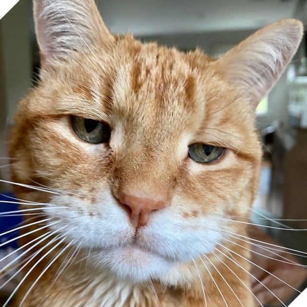 Gặp Marley - Chú mèo có bộ mặt luôn thất vọng và phán xét nhất quả đất 8