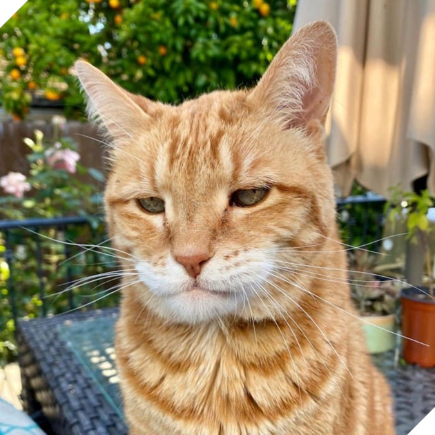 Gặp Marley - Chú mèo có bộ mặt luôn thất vọng và phán xét nhất quả đất 15