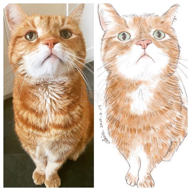 Gặp Marley - Chú mèo có bộ mặt luôn thất vọng và phán xét nhất quả đất 11