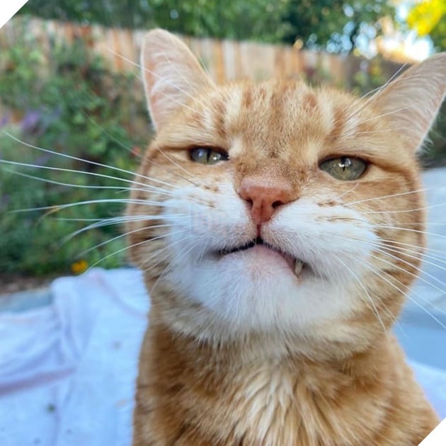 Gặp Marley - Chú mèo có bộ mặt luôn thất vọng và phán xét nhất quả đất 4