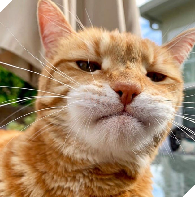 Gặp Marley - Chú mèo có bộ mặt luôn thất vọng và phán xét nhất quả đất 12