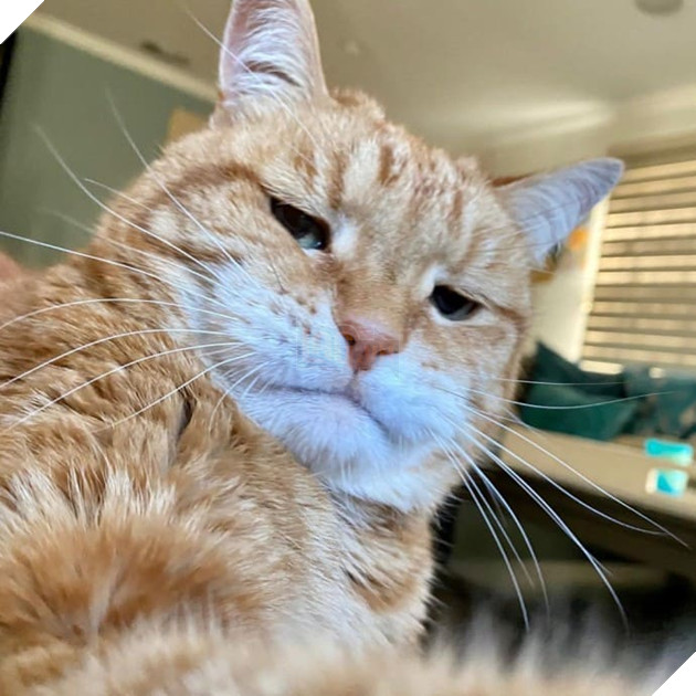 Gặp Marley - Chú mèo có bộ mặt luôn thất vọng và phán xét nhất quả đất 16