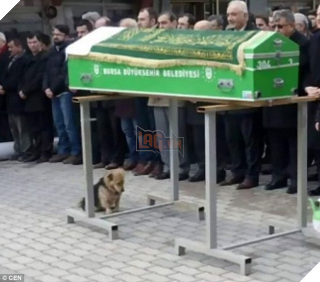 chu cho trung thanh quyet khong roi quan tai va mo sau khi chu qua doi