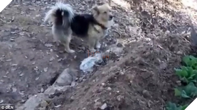 chu cho trung thanh quyet khong roi quan tai va mo sau khi chu qua doi