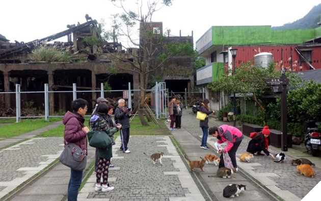 Thơ mộng với làng mèo ở Đài Loan, Không gian chỉ còn con sen và hoàng thượng mập mạp 14