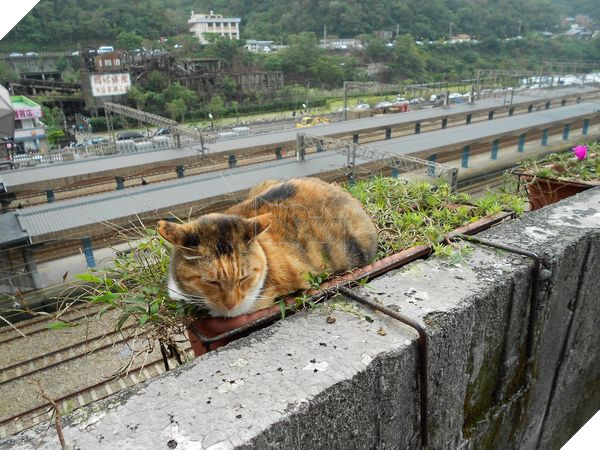 Thơ mộng với làng mèo ở Đài Loan, Không gian chỉ còn con sen và hoàng thượng mập mạp 11