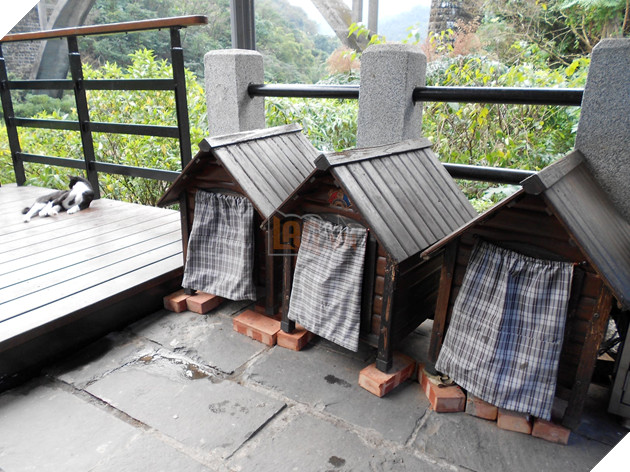 Thơ mộng với làng mèo ở Đài Loan, Không gian chỉ còn con sen và hoàng thượng mập mạp 6