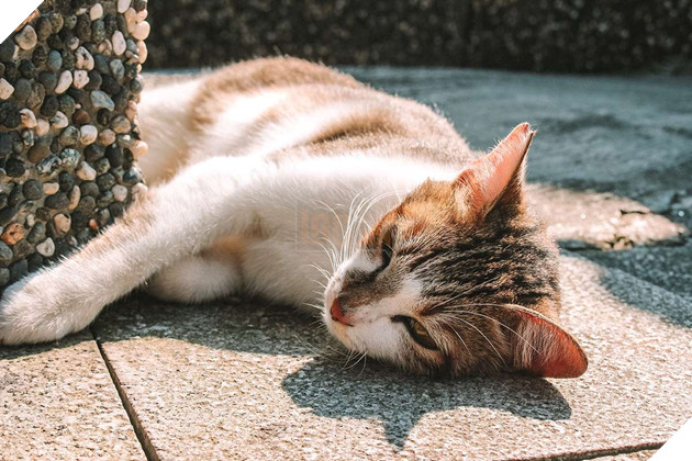 Thơ mộng với làng mèo ở Đài Loan, Không gian chỉ còn con sen và hoàng thượng mập mạp 9