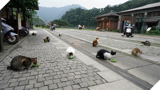 Thơ mộng với làng mèo ở Đài Loan, Không gian chỉ còn con sen và hoàng thượng mập mạp 2