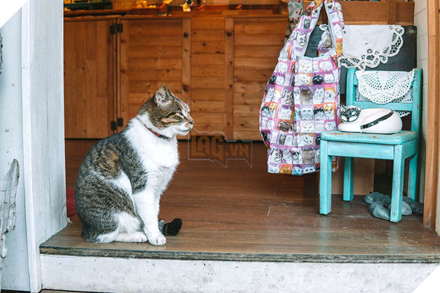 Thơ mộng với làng mèo ở Đài Loan, Không gian chỉ còn con sen và hoàng thượng mập mạp 8
