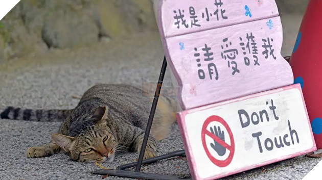 Thơ mộng với làng mèo ở Đài Loan, Không gian chỉ còn con sen và hoàng thượng mập mạp 13