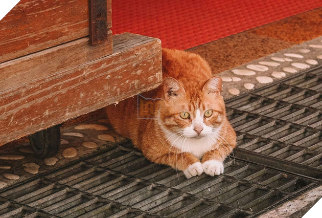 Thơ mộng với làng mèo ở Đài Loan, Không gian chỉ còn con sen và hoàng thượng mập mạp 10