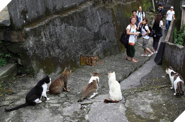 Thơ mộng với làng mèo ở Đài Loan, Không gian chỉ còn con sen và hoàng thượng mập mạp 12