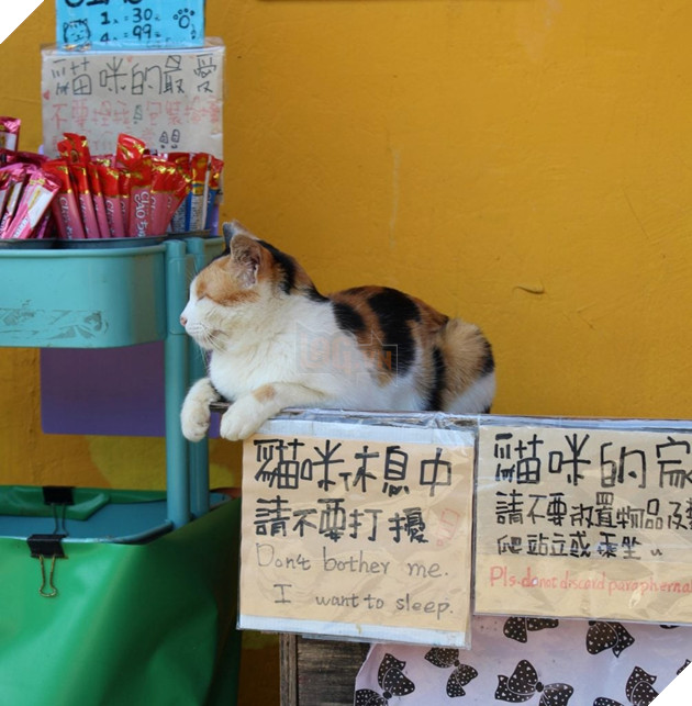 Thơ mộng với làng mèo ở Đài Loan, Không gian chỉ còn con sen và hoàng thượng mập mạp 7