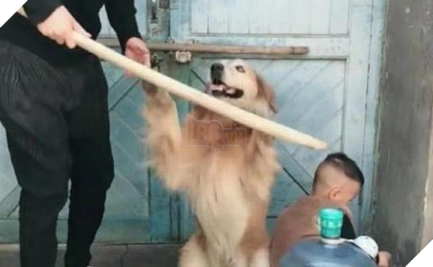 Thấy bố sắp cho cậu chủ ăn hành, boss cưng chạy tới năn nỉ xin tha