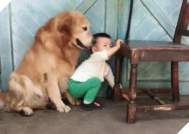 Thấy bố sắp cho cậu chủ ăn hành, boss cưng chạy tới năn nỉ xin tha