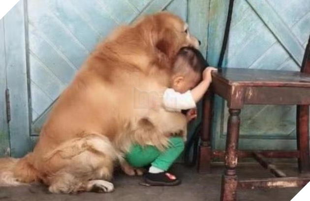 Thấy bố sắp cho cậu chủ ăn hành, boss cưng chạy tới năn nỉ xin tha