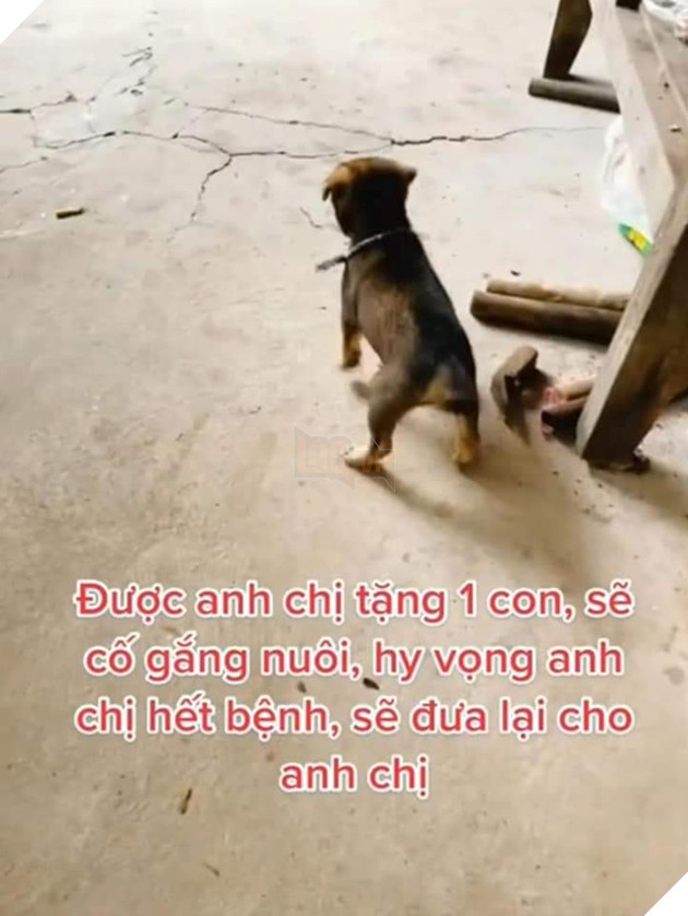 Vui mừng khi vẫn còn 1 bé cún an toàn theo chủ về Cà Mau 3