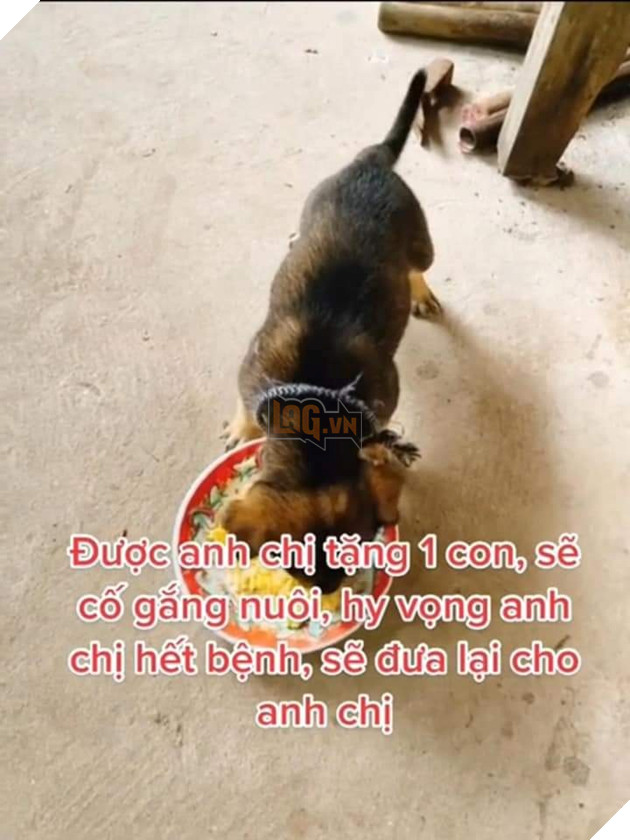 Vui mừng khi vẫn còn 1 bé cún an toàn theo chủ về Cà Mau 4