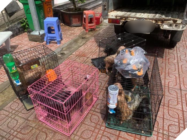 Chu bi dua di cach ly vi Covid, 12 chu cho duoc uy ban Phuong ho tro cham soc tan tinh va chu dao 3 Ủy ban phường nuôi giúp 12 chú chó của F0 đi cách ly