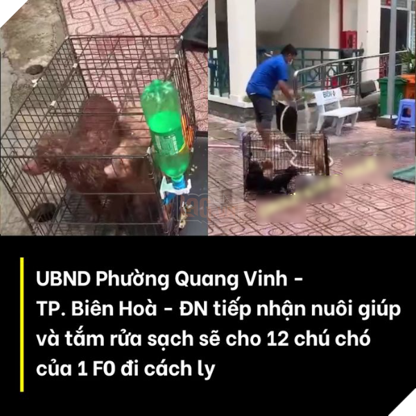 Ủy ban phường nuôi giúp 12 chú chó của F0 đi cách ly