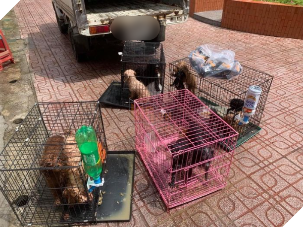 Ủy ban phường nuôi giúp 12 chú chó của F0 đi cách ly