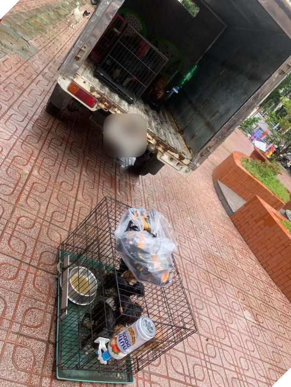 Ủy ban phường nuôi giúp 12 chú chó của F0 đi cách ly