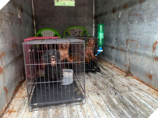 Ủy ban phường nuôi giúp 12 chú chó của F0 đi cách ly