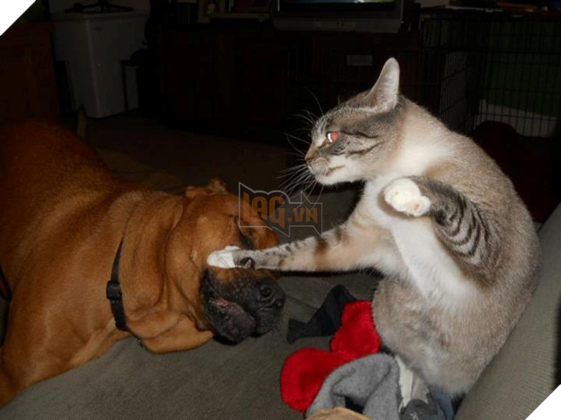 20 hình ảnh các chú mèo chứng minh mình là cậu cả trong nhà và sẵn sàng gây sự với mấy bạn cún 13