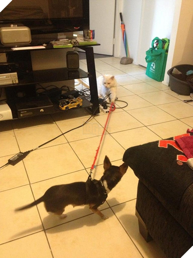 20 hình ảnh các chú mèo chứng minh mình là cậu cả trong nhà và sẵn sàng gây sự với mấy bạn cún 14