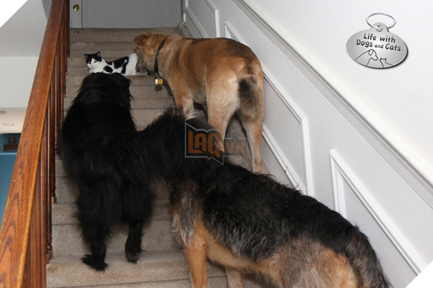 20 hình ảnh các chú mèo chứng minh mình là cậu cả trong nhà và sẵn sàng gây sự với mấy bạn cún 15