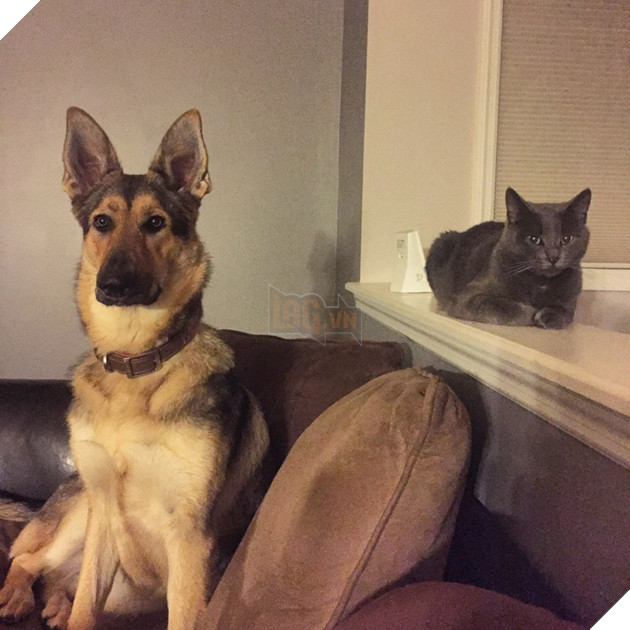 20 hình ảnh các chú mèo chứng minh mình là cậu cả trong nhà và sẵn sàng gây sự với mấy bạn cún 16