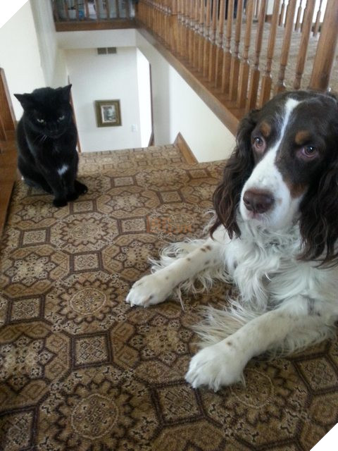 20 hình ảnh các chú mèo chứng minh mình là cậu cả trong nhà và sẵn sàng gây sự với mấy bạn cún 17