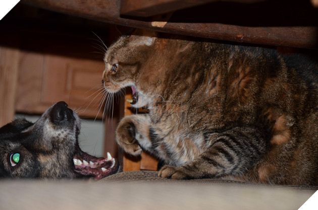 20 hình ảnh các chú mèo chứng minh mình là cậu cả trong nhà và sẵn sàng gây sự với mấy bạn cún 18