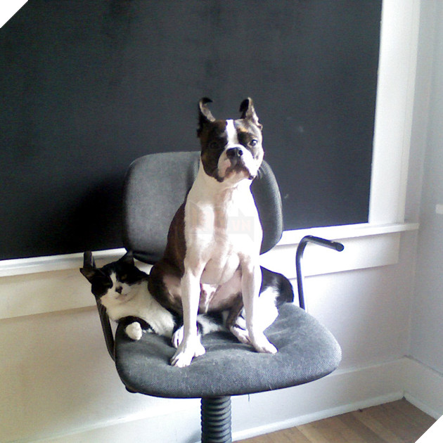 20 hình ảnh các chú mèo chứng minh mình là cậu cả trong nhà và sẵn sàng gây sự với mấy bạn cún 19