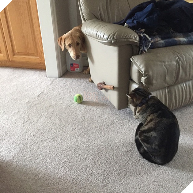 20 hình ảnh các chú mèo chứng minh mình là cậu cả trong nhà và sẵn sàng gây sự với mấy bạn cún 20