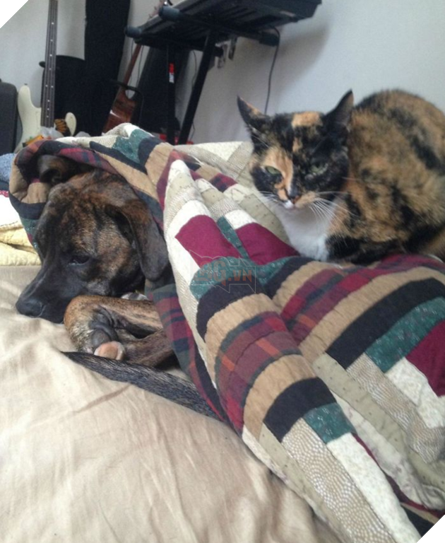 20 hình ảnh các chú mèo chứng minh mình là cậu cả trong nhà và sẵn sàng gây sự với mấy bạn cún 5