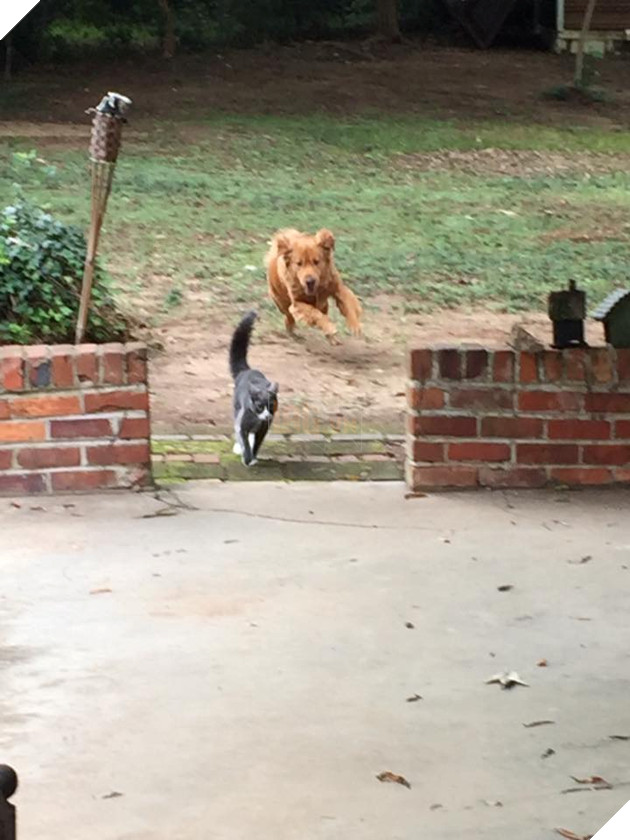 20 hình ảnh các chú mèo chứng minh mình là cậu cả trong nhà và sẵn sàng gây sự với mấy bạn cún