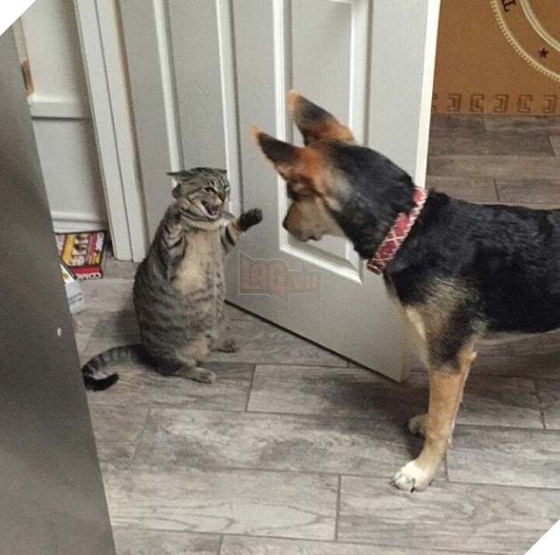 20 hình ảnh các chú mèo chứng minh mình là cậu cả trong nhà và sẵn sàng gây sự với mấy bạn cún 8