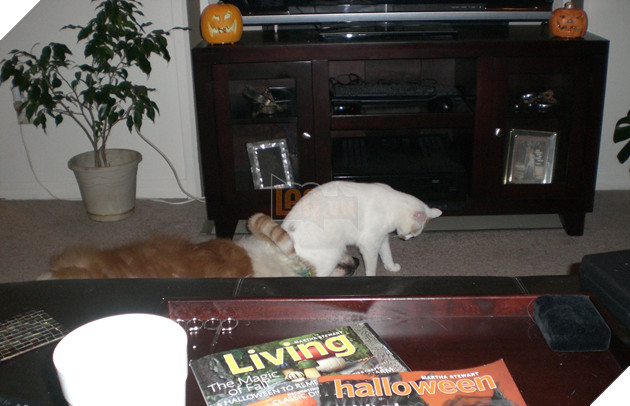 20 hình ảnh các chú mèo chứng minh mình là cậu cả trong nhà và sẵn sàng gây sự với mấy bạn cún 2