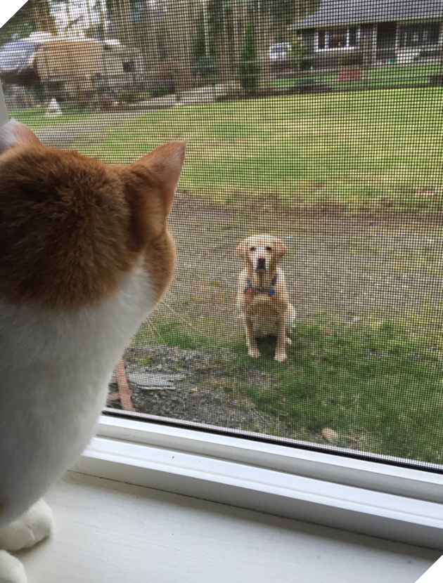 20 hình ảnh các chú mèo chứng minh mình là cậu cả trong nhà và sẵn sàng gây sự với mấy bạn cún 11