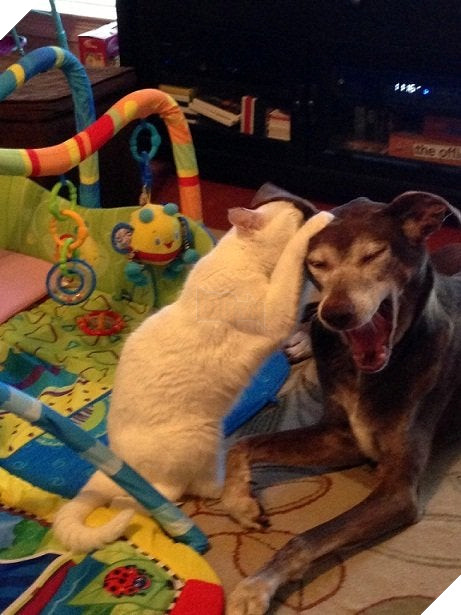 20 hình ảnh các chú mèo chứng minh mình là cậu cả trong nhà và sẵn sàng gây sự với mấy bạn cún 3