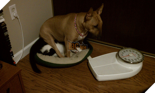 20 hình ảnh các chú mèo chứng minh mình là cậu cả trong nhà và sẵn sàng gây sự với mấy bạn cún 4