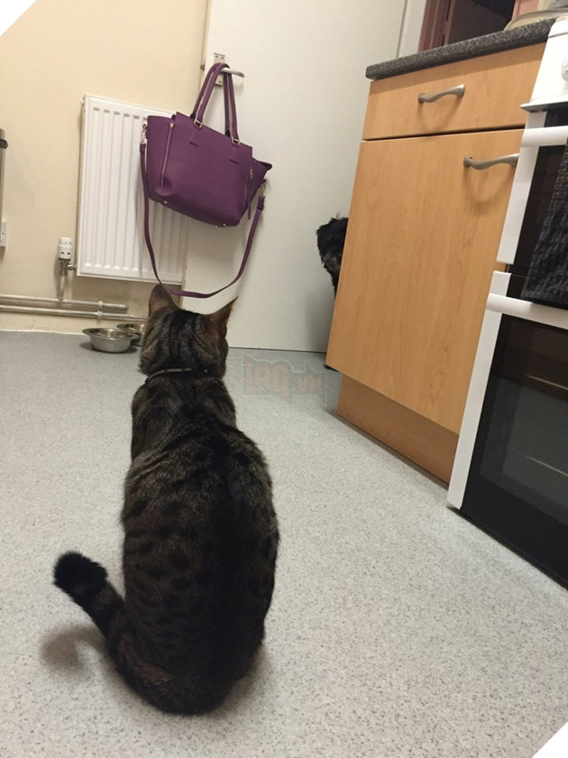 20 hình ảnh các chú mèo chứng minh mình là cậu cả trong nhà và sẵn sàng gây sự với mấy bạn cún 6