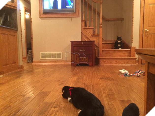 20 hình ảnh các chú mèo chứng minh mình là cậu cả trong nhà và sẵn sàng gây sự với mấy bạn cún 7