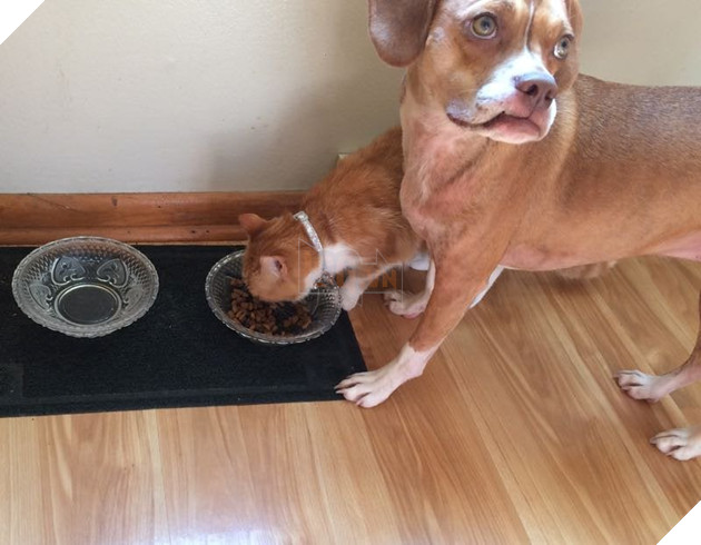 20 hình ảnh các chú mèo chứng minh mình là cậu cả trong nhà và sẵn sàng gây sự với mấy bạn cún 9